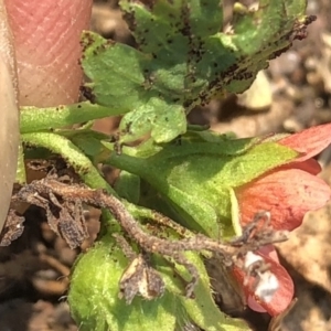 Modiola caroliniana at Geehi, NSW - 25 Dec 2019