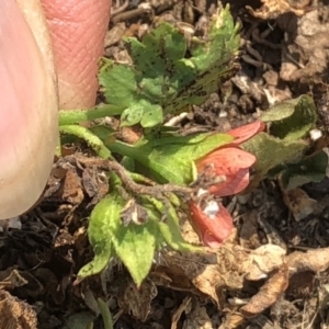 Modiola caroliniana at Geehi, NSW - 25 Dec 2019