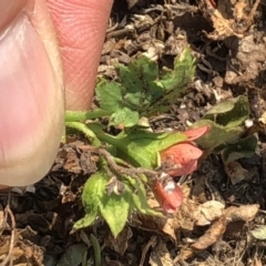 Modiola caroliniana at Geehi, NSW - 25 Dec 2019