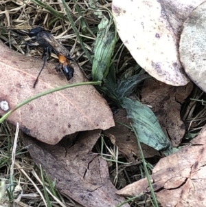 Podalonia tydei at Geehi, NSW - 25 Dec 2019 03:59 PM