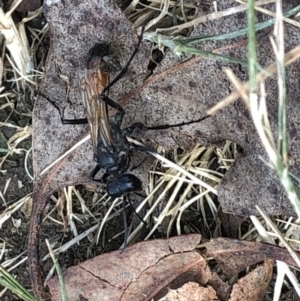 Podalonia tydei at Geehi, NSW - 25 Dec 2019 03:59 PM