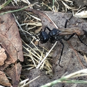 Podalonia tydei at Geehi, NSW - 25 Dec 2019 03:59 PM