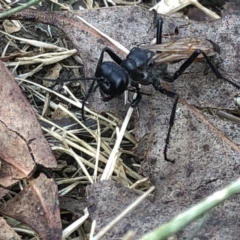 Podalonia tydei at Geehi, NSW - 25 Dec 2019