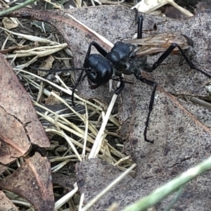 Podalonia tydei at Geehi, NSW - 25 Dec 2019 03:59 PM