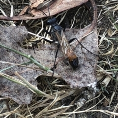 Podalonia tydei at Geehi, NSW - 25 Dec 2019 03:59 PM