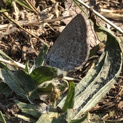 Zizina otis (Common Grass-Blue) at Kosciuszko National Park - 25 Dec 2019 by Jubeyjubes