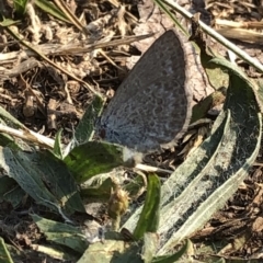 Zizina otis (Common Grass-Blue) at Geehi, NSW - 25 Dec 2019 by Jubeyjubes