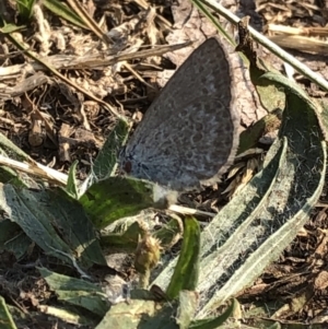 Zizina otis at Geehi, NSW - 25 Dec 2019