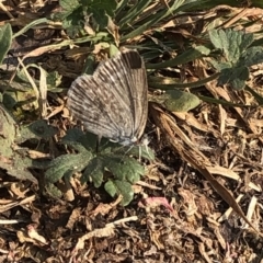 Zizina otis at Geehi, NSW - 25 Dec 2019 04:59 PM