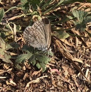 Zizina otis at Geehi, NSW - 25 Dec 2019 04:59 PM