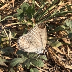 Zizina otis at Geehi, NSW - 25 Dec 2019 04:59 PM