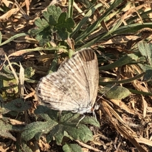 Zizina otis at Geehi, NSW - 25 Dec 2019 04:59 PM