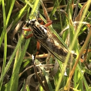 Zosteria sp. (genus) at Geehi, NSW - 25 Dec 2019 05:00 PM