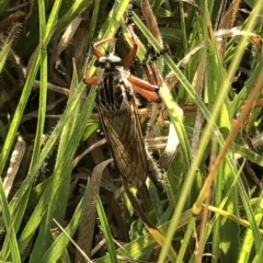 Zosteria sp. (genus) at Geehi, NSW - 25 Dec 2019 05:00 PM