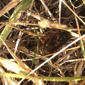 Diemeniana neboissi at Geehi, NSW - 25 Dec 2019 05:02 PM