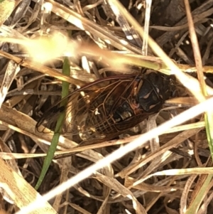 Diemeniana neboissi at Geehi, NSW - 25 Dec 2019 05:02 PM