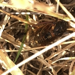 Diemeniana neboissi at Geehi, NSW - 25 Dec 2019 05:02 PM