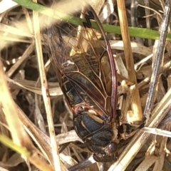 Diemeniana neboissi at Geehi, NSW - 25 Dec 2019 05:02 PM