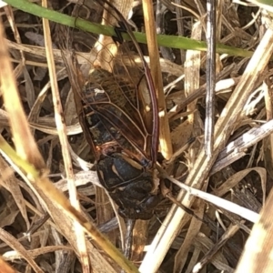 Diemeniana neboissi at Geehi, NSW - 25 Dec 2019 05:02 PM