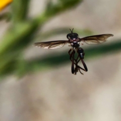 Dasypogoninae sp. (subfamily) (Unidentified dasypogonine robber fly) at Acton, ACT - 23 Dec 2019 by DPRees125