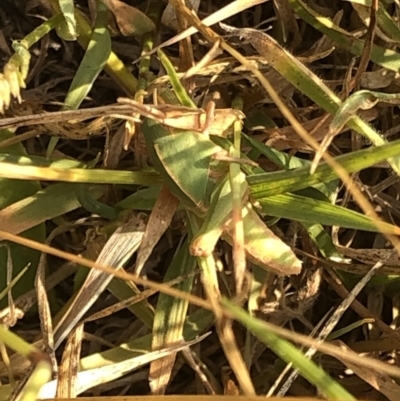 Gastrimargus musicus (Yellow-winged Locust or Grasshopper) at Kosciuszko National Park - 25 Dec 2019 by Jubeyjubes