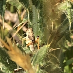 Phaulacridium vittatum (Wingless Grasshopper) at Kosciuszko National Park - 25 Dec 2019 by Jubeyjubes