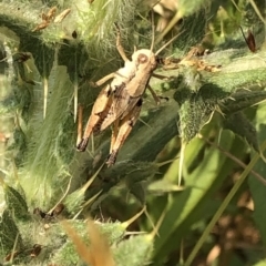 Phaulacridium vittatum at Geehi, NSW - 25 Dec 2019