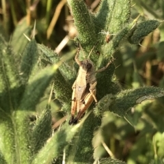 Phaulacridium vittatum at Geehi, NSW - 25 Dec 2019