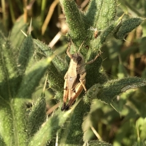 Phaulacridium vittatum at Geehi, NSW - 25 Dec 2019