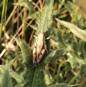 Phaulacridium vittatum at Geehi, NSW - 25 Dec 2019