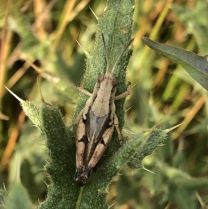 Phaulacridium vittatum at Geehi, NSW - 25 Dec 2019