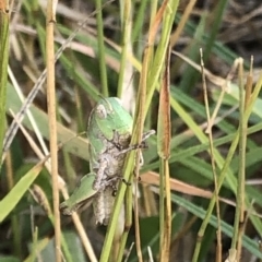 Gastrimargus musicus (Yellow-winged Locust or Grasshopper) at Kosciuszko National Park - 25 Dec 2019 by Jubeyjubes