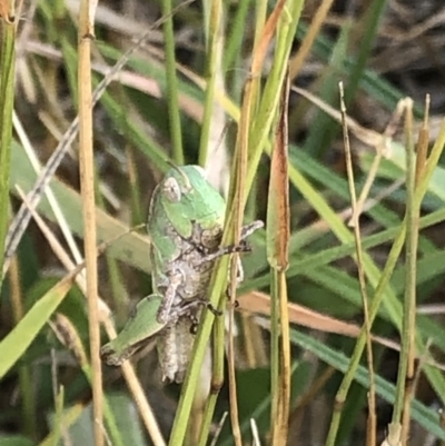 Gastrimargus musicus (Yellow-winged Locust or Grasshopper) at Geehi, NSW - 25 Dec 2019 by Jubeyjubes