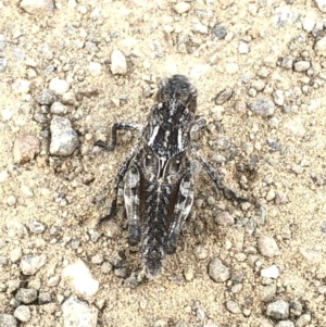 Oedaleus australis at Geehi, NSW - 25 Dec 2019