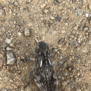 Oedaleus australis at Geehi, NSW - 25 Dec 2019