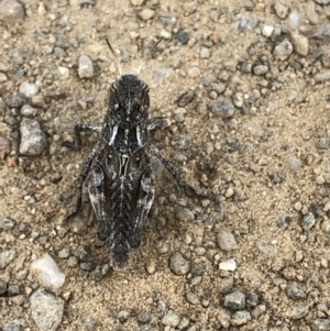 Oedaleus australis at Geehi, NSW - 25 Dec 2019