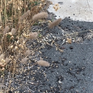 Trifolium angustifolium at Hackett, ACT - 25 Dec 2019