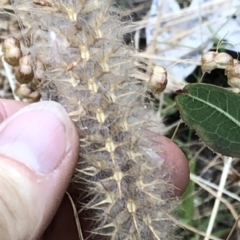 Trifolium angustifolium at Hackett, ACT - 25 Dec 2019