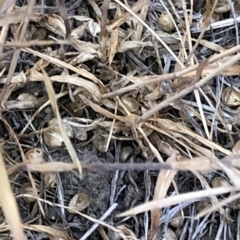 Trifolium angustifolium at Hackett, ACT - 25 Dec 2019 07:12 AM