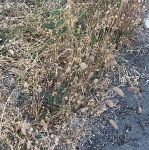 Trifolium angustifolium at Hackett, ACT - 25 Dec 2019