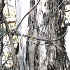 Pardalotus punctatus (Spotted Pardalote) at Geehi, NSW - 25 Dec 2019 by Jubeyjubes