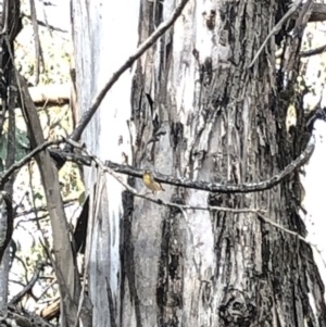 Pardalotus punctatus at Geehi, NSW - 25 Dec 2019