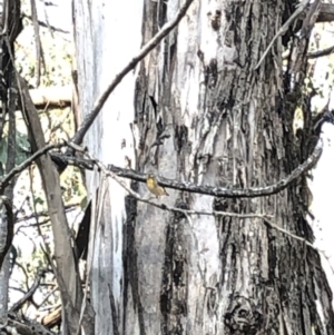 Pardalotus punctatus at Geehi, NSW - 25 Dec 2019 05:48 PM