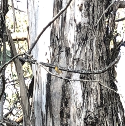 Pardalotus punctatus (Spotted Pardalote) at Geehi, NSW - 25 Dec 2019 by Jubeyjubes