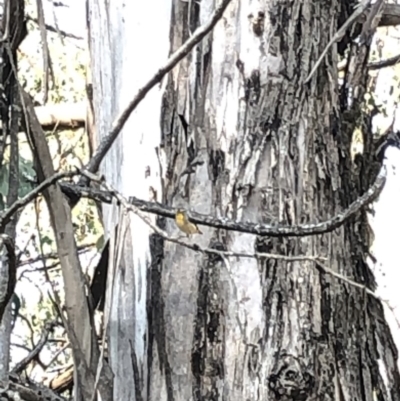 Pardalotus punctatus (Spotted Pardalote) at Kosciuszko National Park - 25 Dec 2019 by Jubeyjubes