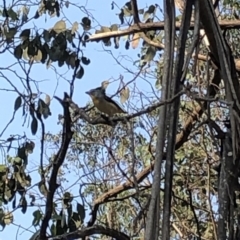 Pardalotus punctatus at Geehi, NSW - 25 Dec 2019 05:48 PM