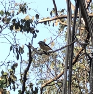 Pardalotus punctatus at Geehi, NSW - 25 Dec 2019