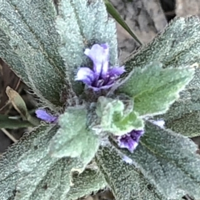 Ajuga australis (Austral Bugle) at Geehi, NSW - 25 Dec 2019 by Jubeyjubes