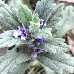 Ajuga australis at Geehi, NSW - 25 Dec 2019 05:51 PM