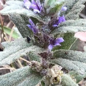 Ajuga australis at Geehi, NSW - 25 Dec 2019 05:51 PM